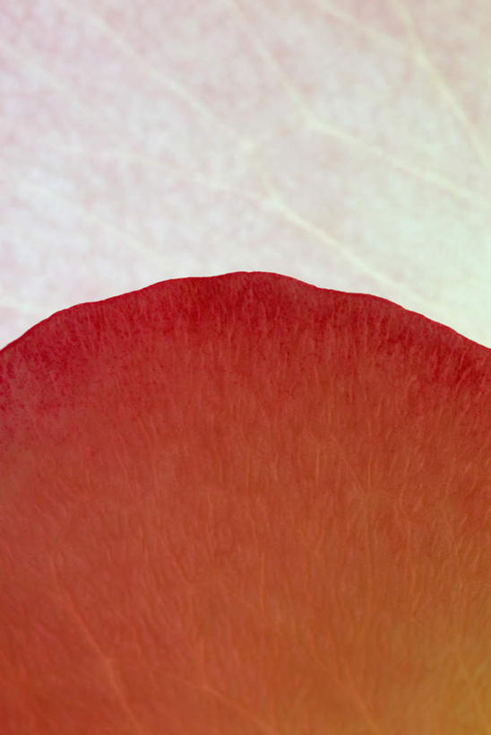 无人,竖图,室内,特写,白天,正面,阴影,盛开,反射,影子,花蕾,花,花瓣,花朵,鲜花,一朵,花苞,花蕊,橙色,彩图