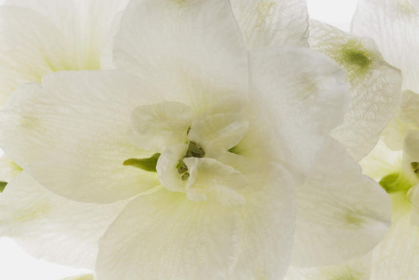 无人,横图,室内,特写,白天,白色背景,正面,纯洁,阴影,盛开,反射,影子,小苍兰,花蕾,花,花瓣,花朵,鲜花,白色,花苞,花蕊,摄影,影棚,卫生,清香,纯真,浓情,麦兰,小菖兰,雪兰,洋晚香玉,洁净,光明,恬静,中间色,朴素,清白,彩图,影棚拍摄,拍摄