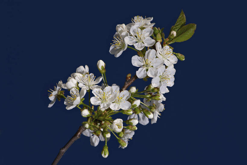 无人,横图,室内,特写,白天,正面,植物,叶子,蓝色背景,美白,盛开,绿叶,枝条,花蕾,花,花瓣,花朵,鲜花,树,树木,树枝,白色,花苞,花蕊,嫩叶,清热,摄影,影棚,清香,苹果花,陷阱,解毒,明目,虬枝,枝杈,叶,叶片,彩图,影棚拍摄,拍摄