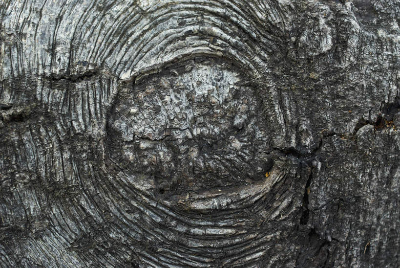 无人,横图,室外,特写,白天,正面,美景,纹路,纹理,景观,树皮,树桩,年轮,树,树干,自然,木桩,景色,自然风光,肌理,彩图