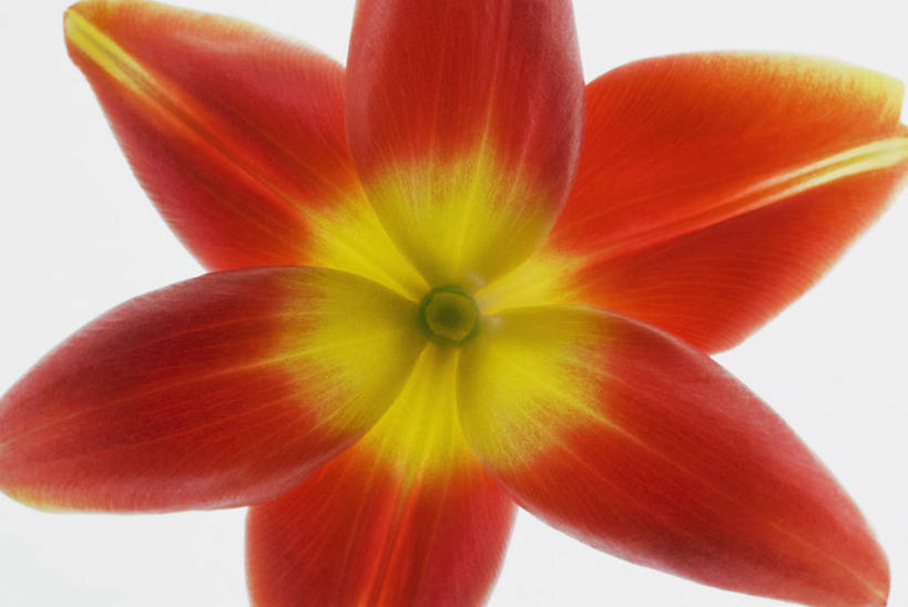 无人,横图,室内,特写,白天,白色背景,正面,报春花,阴影,盛开,反射,影子,花蕾,花,花瓣,花朵,鲜花,一朵,黄色,红色,花苞,花蕊,摄影,影棚,樱草,独一,仅有,唯一,唯有,惟一,惟有,年景花,四季报春,彩图,影棚拍摄,拍摄