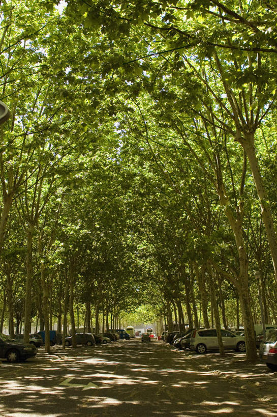 无人,停车场,竖图,室外,白天,正面,度假,美景,树林,植物,城市风光,城市,道路,路,法国,欧洲,阴影,光线,影子,景观,小路,交通,娱乐,树,树木,绿色,阳光,自然,享受,休闲,景色,放松,生长,成长,法兰西共和国,首府,波尔多,梅花广场,阿基坦,法兰西第五共和国,亚魁当,波尔多市,阿基坦大区,彩图,泊车场