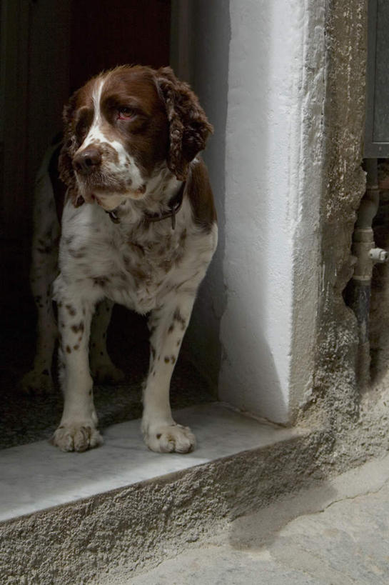 无人,站,竖图,室内,白天,正面,旅游,度假,美景,门,宠物,狗,意大利,欧洲,阴影,光线,影子,墙,景观,注视,娱乐,墙壁,墙面,一只,阳光,自然,动物,门框,观察,看,站着,享受,休闲,景色,放松,可爱,观看,察看,关注,南欧,自然风光,忠诚,意大利共和国,利古里亚,利古里亚大区,五渔村,韦尔纳扎,五乡地,犬,站立,彩图,全身