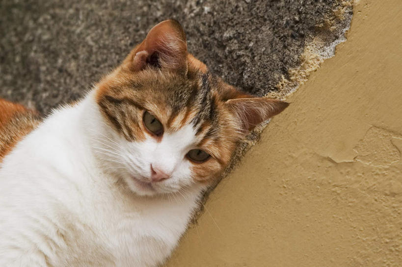 头,无人,坐,横图,室内,特写,白天,正面,旅游,度假,美景,宠物,猫,意大利,欧洲,墙,景观,注视,娱乐,墙壁,墙面,一只,自然,动物,观察,看,享受,休闲,景色,放松,可爱,观看,察看,关注,南欧,自然风光,猫咪,意大利共和国,利古里亚,利古里亚大区,五渔村,韦尔纳扎,五乡地,头部,坐着,半身,彩图