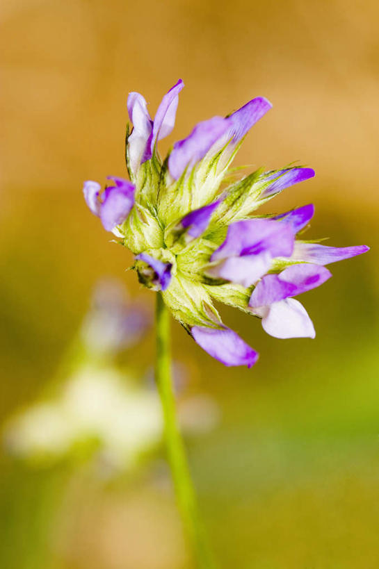 无人,竖图,室外,特写,白天,正面,旅游,度假,美景,意大利,欧洲,朦胧,模糊,盛开,景观,花蕾,娱乐,花,花瓣,花朵,鲜花,紫色,自然,花苞,花蕊,享受,休闲,景色,放松,南欧,自然风光,意大利共和国,利古里亚,利古里亚大区,五渔村,五乡地,彩图