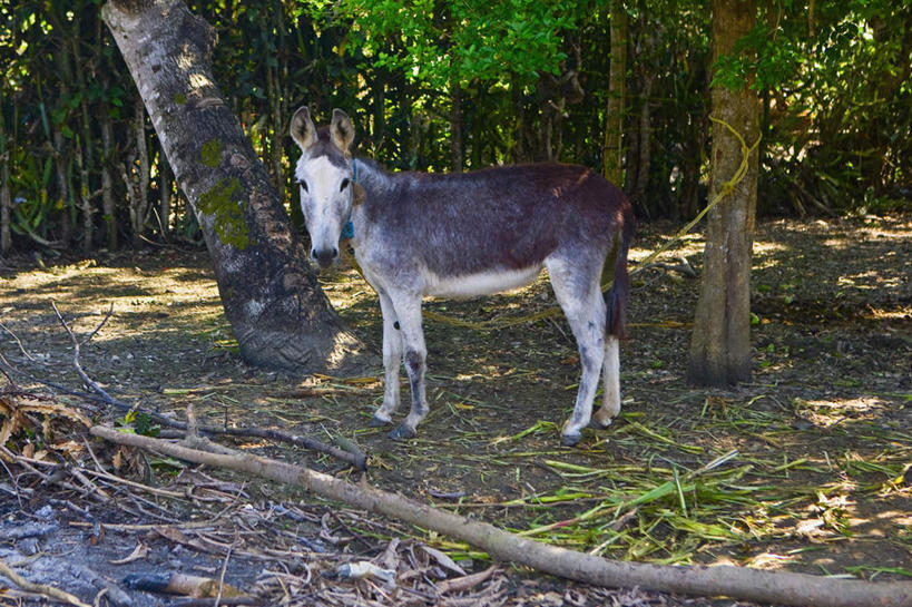 无人,站,横图,室外,白天,侧面,仰视,旅游,度假,美景,树林,植物,墨西哥,枯萎,景观,枯草,注视,娱乐,草,树,树木,一只,黄色,绿色,自然,动物,观察,看,站着,享受,休闲,家畜,景色,放松,牲畜,生长,成长,观看,察看,北美,北美洲,关注,自然风光,美洲,驴,韦拉克鲁斯,韦拉克鲁斯州,北亚美利加洲,亚美利加洲,墨西哥合众国,仙人掌王国,维拉克鲁斯,维拉克鲁斯州,驴子,站立,彩图,低角度拍摄,全身