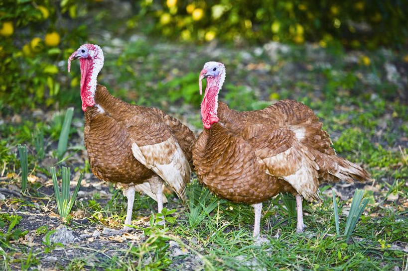 无人,站,横图,室外,白天,正面,旅游,度假,花海,花圃,美景,植物,鸡,叶子,墨西哥,朦胧,模糊,盛开,景观,火鸡,花蕾,注视,娱乐,家禽,花,花瓣,花朵,花卉,鲜花,绿色,自然,动物,花丛,花束,花田,花苞,花蕊,观察,看,站着,两只,享受,休闲,景色,放松,牲畜,观看,察看,北美,北美洲,关注,自然风光,美洲,圣路易斯波托西,北亚美利加洲,亚美利加洲,墨西哥合众国,仙人掌王国,圣路易斯波托西州,七面鸟,吐绶鸡,站立,彩图,全身