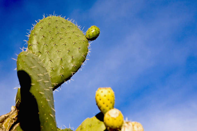 无人,横图,室外,白天,仰视,旅游,度假,美景,植物,仙人掌,墨西哥,阴影,光线,火焰,影子,景观,云,云朵,草药,云彩,娱乐,中药,蓝色,白云,蓝天,天空,阳光,自然,天,享受,休闲,景色,放松,晴朗,北美,北美洲,自然风光,美洲,药材,中草药,中药材,本草,圣路易斯波托西,牛舌头,北亚美利加洲,亚美利加洲,墨西哥合众国,仙人掌王国,圣路易斯波托西州,晴空,玉芙蓉,仙巴掌,火掌,霸王树,彩图,低角度拍摄