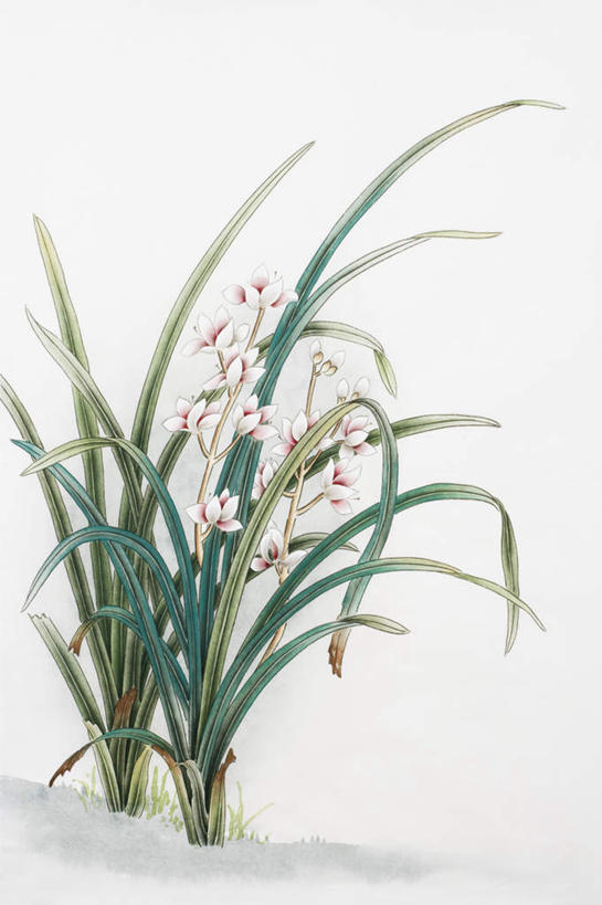 无人,竖图,室内,白天,白色背景,正面,绘画,叶子,艺术,盛开,绿叶,古典,花蕾,文化,花,花瓣,花朵,鲜花,粉色,工艺品,花苞,花蕊,品味,嫩叶,美术,高雅,国画,水墨画,美学,淡泊,花中君子,水墨,兰花,叶,叶片,彩图