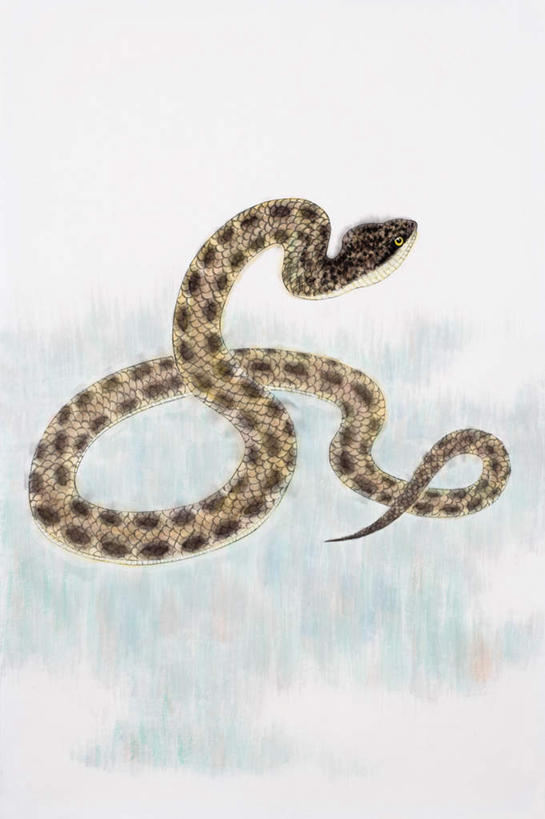 无人,竖图,室内,白天,正面,绘画,野生动物,一条,花纹,艺术,爬行动物,蛇,古典,文化,盘旋,动物,工艺品,品味,美术,高雅,斑纹,冷血动物,国画,水墨画,凶猛,脊椎动物,长虫,美学,水墨,残暴,凶残,彩图,全身,冷血