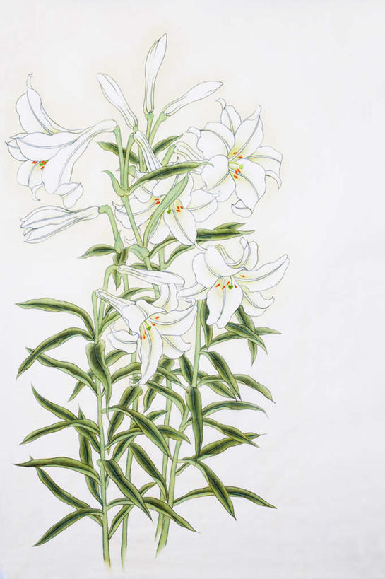 无人,竖图,室内,白天,白色背景,正面,绘画,百合花,叶子,艺术,盛开,绿叶,古典,花蕾,文化,花,花瓣,花朵,鲜花,白色,工艺品,花苞,花蕊,品味,嫩叶,美术,高雅,国画,水墨画,强瞿,美学,水墨,百合蒜,倒仙,番韭,山丹,叶,叶片,彩图