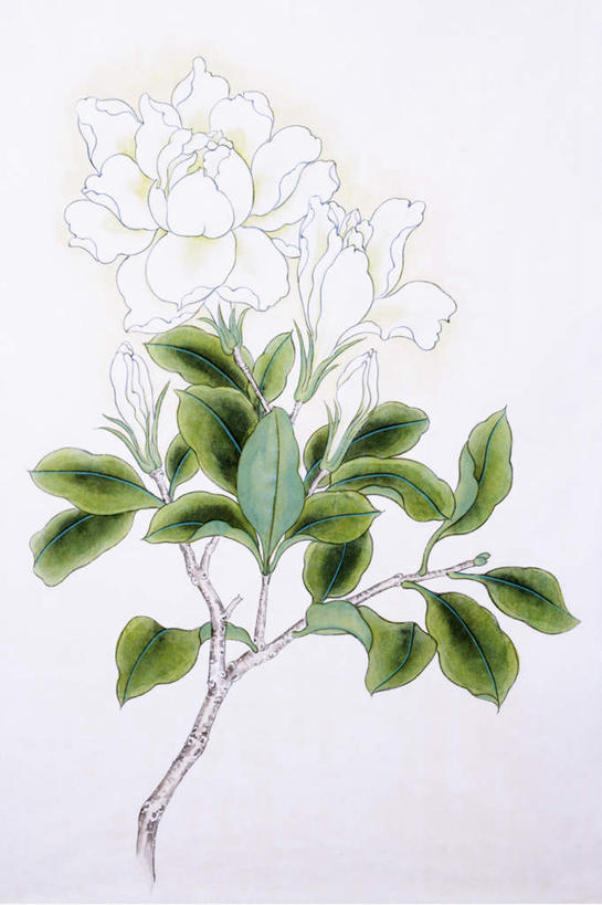 无人,竖图,室内,白天,白色背景,正面,爱情,绘画,植物,叶子,艺术,盛开,纹理,栀子花,绿叶,古典,花蕾,文化,花,花瓣,花朵,鲜花,绿色,工艺品,花苞,花蕊,品味,嫩叶,美术,栀子,高雅,坚强,国画,水墨画,肌理,永恒,美学,守候,水墨,黄栀,黄栀子,山栀,山栀子,叶,叶片,叶脉,彩图