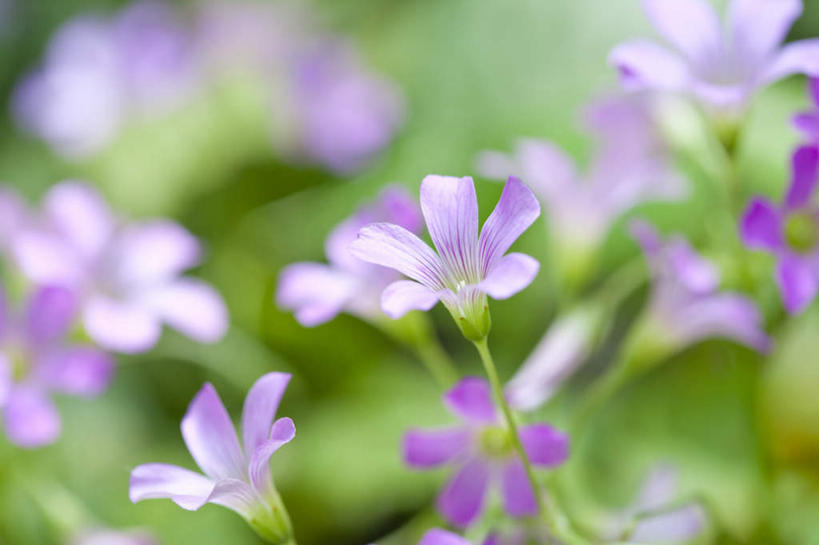 无人,横图,俯视,室内,特写,白天,花海,花圃,植物,叶子,朦胧,模糊,盛开,花蕾,花,花瓣,花朵,花卉,鲜花,绿色,紫色,花丛,花束,花田,花苞,花蕊,斑鸠酸,酢浆草,钩钩草,三叶酸,酸浆草,酸咪咪,酸酸草,彩图,高角度拍摄