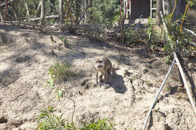 无人,坐,横图,俯视,室外,白天,旅游,度假,美景,植物,哺乳动物,猴,野生动物,猴子,台湾,中国,亚洲,阴影,光线,影子,景观,泥土,土壤,注视,娱乐,树,树木,一只,绿色,阳光,自然,动物,观察,看,享受,休闲,景色,放松,可爱,活泼,生长,成长,观看,察看,关注,自然风光,东亚,台南市,港澳台,中华人民共和国,台湾省,台南,坐着,彩图,高角度拍摄,全身,台