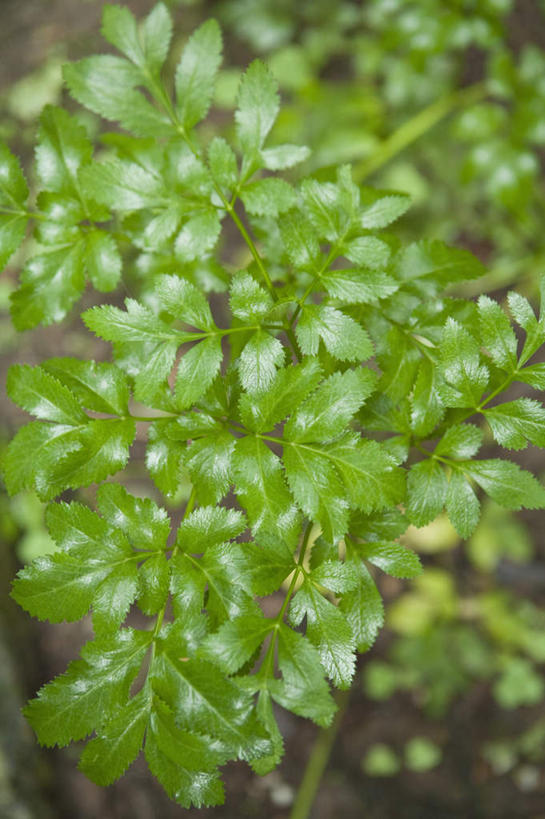 无人,竖图,室内,特写,白天,正面,旅游,度假,草地,草坪,美景,植物,当归,叶子,朦胧,模糊,纹理,景观,绿叶,根,草药,药草,娱乐,中药,草,绿色,自然,享受,休闲,嫩叶,景色,放松,自然风光,药材,中草药,中药材,本草,肌理,叶,叶片,叶脉,云归,西当归,秦归,岷当归,彩图,白芷