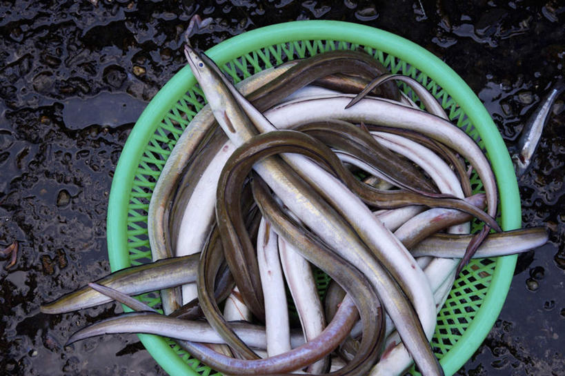 鳗鱼,无人,横图,俯视,室外,特写,白天,鳗鲡,台湾,中国,亚洲,一堆,许多,堆叠,堆积,篮子,塑料,很多,一个,塑料制品,单个,堆,河鳗,东亚,港澳台,中华人民共和国,白鳗,青鳝,风馒,台湾省,白鳝,半身,彩图,高角度拍摄,台