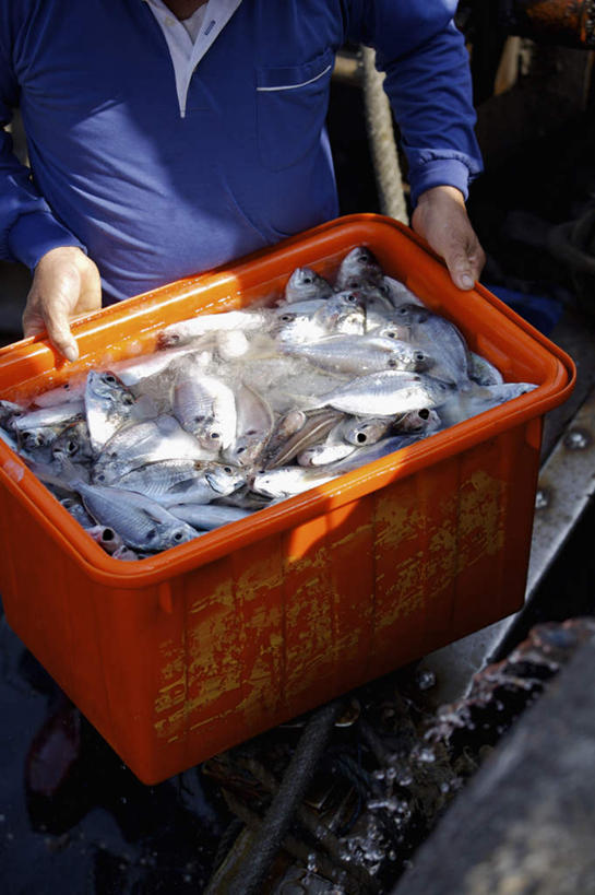 海鲜,东方人,一个人,站,捧,竖图,俯视,室外,白天,工作服,制服,亚洲,仅一个男性,仅一个人,一堆,许多,堆叠,堆积,鱼,篮子,塑料,很多,黄种人,水产,鱼类,海洋生物,仅一个年轻男性,一个,蓝色,容器,塑料制品,站着,单个,储藏,鲳鱼,堆,储存,水生动物,海产品,水生物,海底动物,工作制服,男人,男性,年轻男性,亚洲人,端,端着,捧着,手捧,站立,半身,彩图,高角度拍摄,工作套服,贮存
