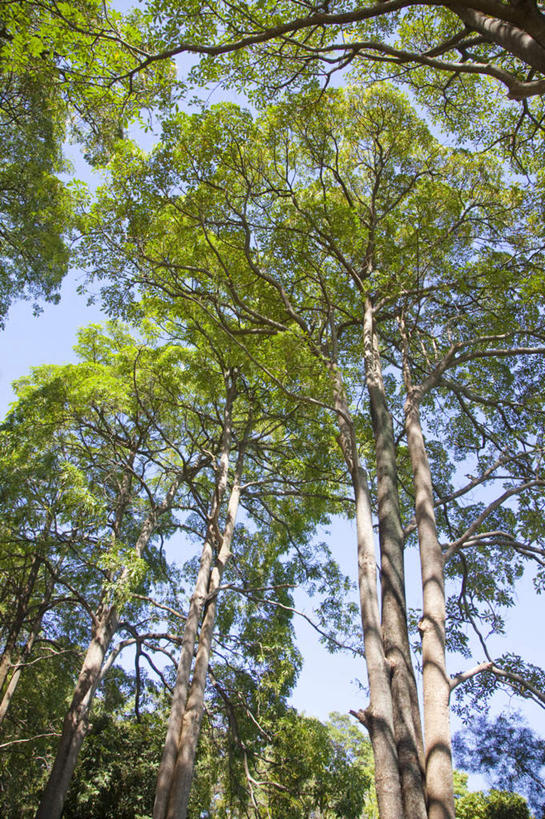 无人,竖图,室外,白天,仰视,旅游,度假,美景,植物,台湾,中国,亚洲,阴影,光线,影子,景观,娱乐,树,树木,蓝色,绿色,蓝天,天空,阳光,自然,天,享受,休闲,景色,放松,生长,晴朗,成长,自然风光,东亚,台南市,万里无云,港澳台,中华人民共和国,台湾省,台南,晴空,晴空万里,彩图,低角度拍摄,台