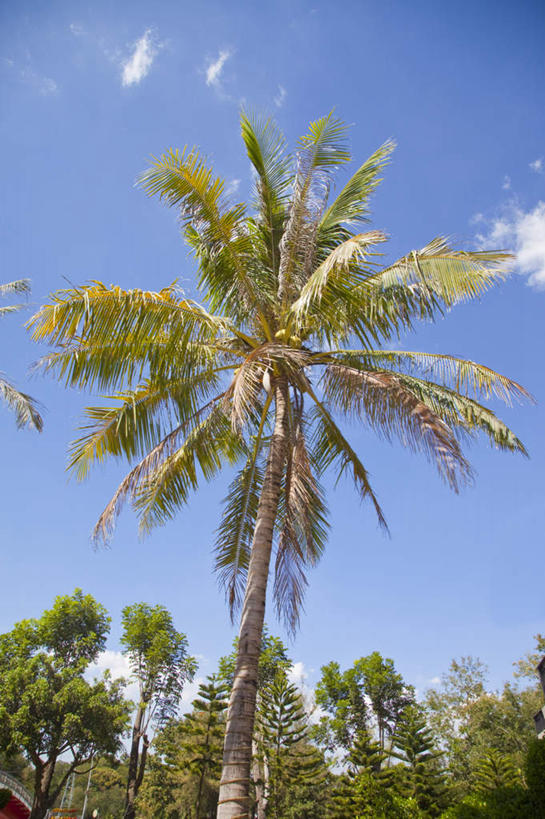 无人,竖图,室外,白天,仰视,旅游,度假,美景,植物,棕榈树,叶子,台湾,中国,亚洲,阴影,光线,影子,景观,云,云朵,绿叶,云彩,娱乐,树,树木,蓝色,绿色,白云,蓝天,天空,阳光,自然,天,享受,休闲,嫩叶,景色,放松,生长,晴朗,成长,自然风光,东亚,棕榈叶,台南市,港澳台,中华人民共和国,台湾省,台南,叶,叶片,晴空,彩图,低角度拍摄,台