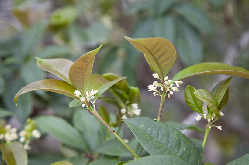 无人,横图,室外,特写,白天,正面,美景,植物,桂花,叶子,台湾,中国,亚洲,朦胧,模糊,盛开,纹理,景观,绿叶,花蕾,花,花瓣,花朵,鲜花,绿色,自然,花苞,花蕊,嫩叶,景色,草本,自然风光,东亚,香叶,台南市,肌理,港澳台,中华人民共和国,丹桂,木樨,台湾省,台南,木犀,叶,叶片,叶脉,彩图,台