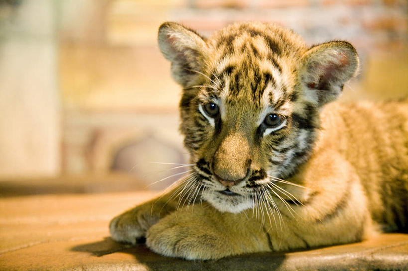 头,无人,横图,室外,特写,白天,侧面,哺乳动物,虎,野生动物,印度尼西亚,印尼,亚洲,朦胧,模糊,注视,一只,动物,观察,看,趴着,巴厘岛,东南亚,观看,察看,关注,凶猛,印度尼西亚共和国,巴厘省,残暴,凶残,头部,老虎,趴,半身,彩图