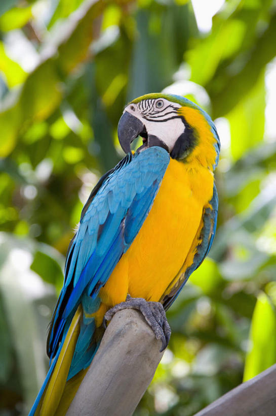 无人,站,竖图,室外,特写,白天,仰视,旅游,度假,美景,森林,树林,植物,鸟,鹦鹉,叶子,印度尼西亚,印尼,亚洲,朦胧,模糊,鸟类,纹理,景观,绿叶,扭头,注视,娱乐,树,树木,黄色,蓝色,绿色,自然,动物,观察,看,站着,转头,享受,休闲,嫩叶,景色,巴厘岛,放松,可爱,东南亚,活泼,生长,成长,观看,察看,金刚鹦鹉,关注,自然风光,肌理,印度尼西亚共和国,绯红金刚鹦鹉,红黄金刚鹦鹉,五彩金刚鹦鹉,观赏鸟,巴厘省,叶,叶片,叶脉,站立,半身,彩图,低角度拍摄