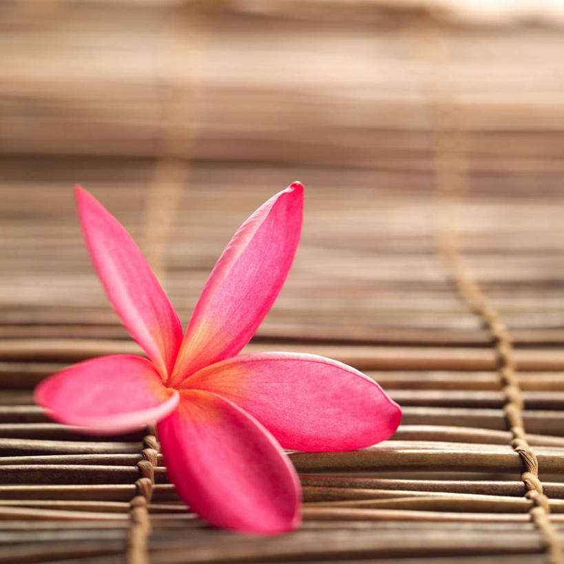 无人,方图,俯视,室内,特写,白天,桌面,桌子,阴影,朦胧,模糊,盛开,反射,木制,影子,花蕾,赤素馨花,花,花瓣,花朵,鲜花,一朵,粉色,木制品,花苞,花蕊,缅栀子,蛋黄花,鸡蛋花,缅栀花,大季花,印度素馨,彩图,高角度拍摄