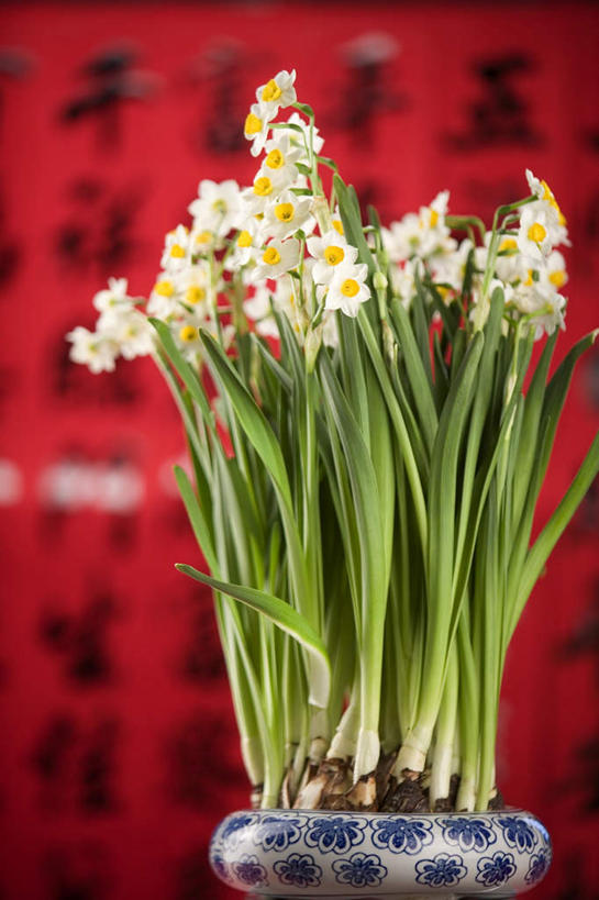 无人,竖图,室内,特写,白天,正面,爱情,陶醉,水仙花,对联,一排,阴影,朦胧,模糊,艺术,整齐,盛开,反射,标志,文字,影子,字符,手工艺品,花蕾,文化,标识,花,花瓣,花朵,鲜花,排列,工艺品,花苞,花蕊,汉字,春联,高雅,队列,中国文化,中文,记忆,金盏银台,玉玲珑,女史花,雅蒜,天蒜,自信心,品位,国文,华文,敬意,自恋,凌波仙子,水仙,天葱,彩图,对子,楹联
