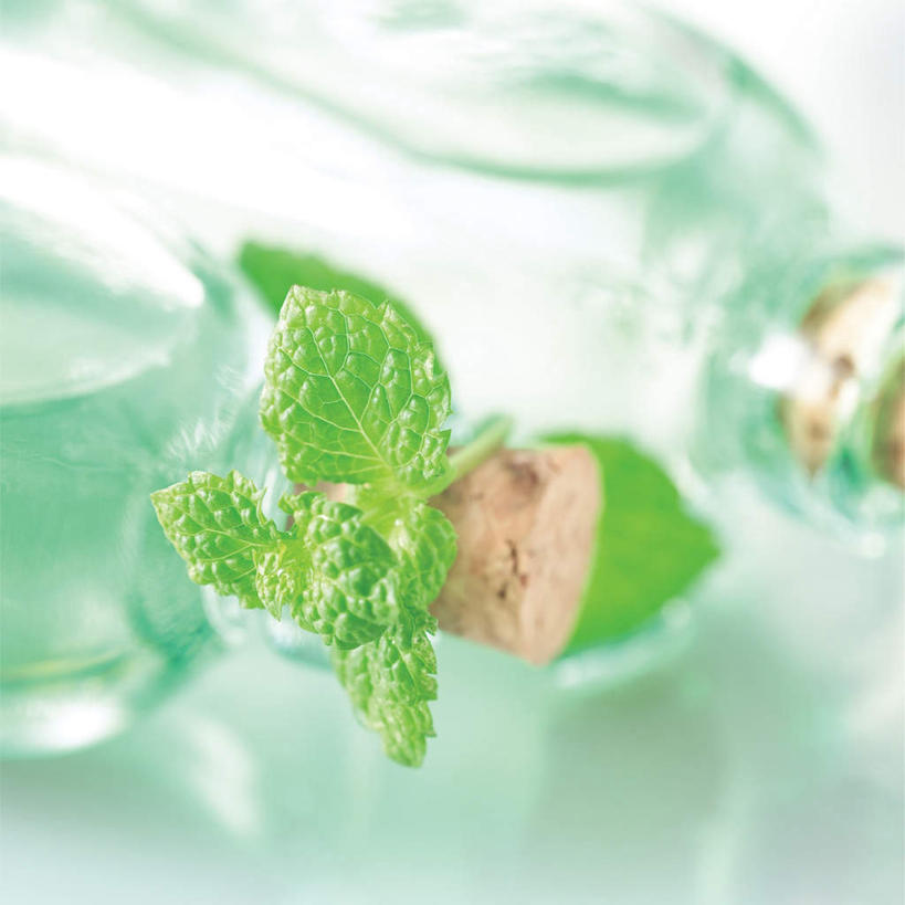 无人,方图,俯视,室内,特写,白天,白色背景,叶子,阴影,朦胧,模糊,反射,影子,薄荷,绿叶,银丹草,玻璃制品,两个,玻璃瓶,精油,瓶子,嫩叶,摄影,影棚,斑叶凤梨薄荷,夜息香,芳香植物,芳香油,挥发油,香精油,叶,叶片,彩图,高角度拍摄,影棚拍摄,拍摄