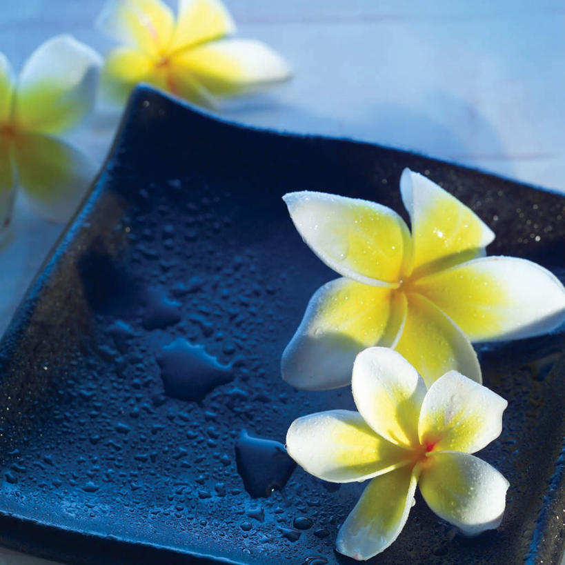 无人,方图,俯视,室内,特写,白天,餐具,四朵,阴影,朦胧,模糊,盛开,反射,碟子,盘,影子,花蕾,赤素馨花,花,花瓣,花朵,鲜花,黄色,蓝色,白色,盘子,碟,花苞,花蕊,缅栀子,蛋黄花,鸡蛋花,缅栀花,大季花,印度素馨,彩图,高角度拍摄