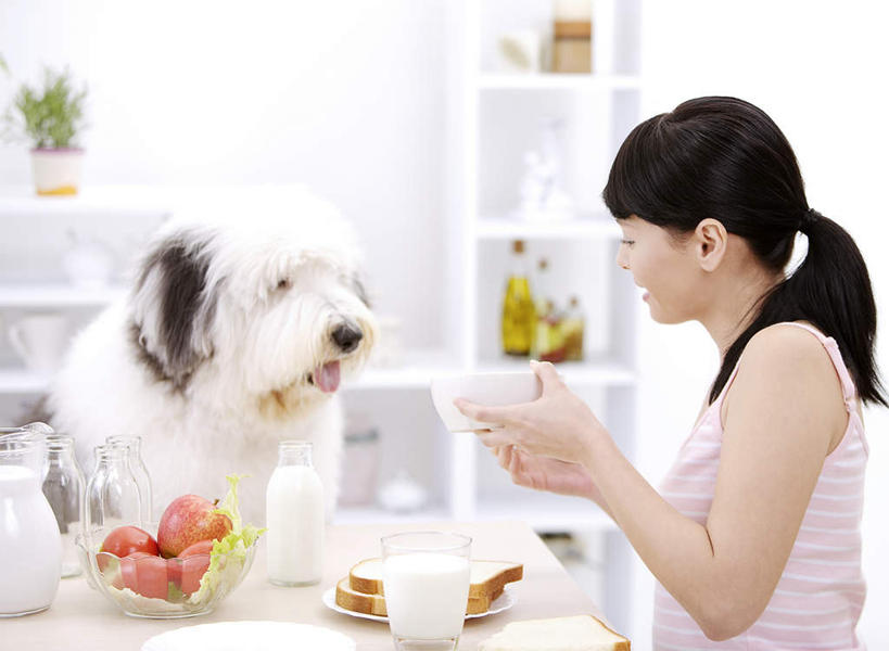 点心,面包,牛奶,东方人,一个人,坐,捧,笑,微笑,露齿笑,横图,室内,白天,侧面,植物,餐桌,桌子,宠物,狗,苹果,餐具,水果,玻璃,亚洲,仅一个年轻女性,仅一个女性,仅一个人,握,阴影,服装,新鲜,反射,碟子,盘,盆栽,影子,墙,生食,食品,面点,果实,盆景,饮品,营养,置物架,注视,休闲装,黄种人,架子,墙壁,墙面,玻璃制品,食物,糕点,饮料,一只,衣服,绿色,白色,自然,动物,盘子,容器,碟,碗,观察,看,休闲,休闲服,可爱,握着,服饰,有机食品,绿色食品,生长,牧羊犬,成长,餐台,观看,储藏,察看,乳制品,奶,牛乳,储存,关注,陈列架,忠诚,安神,古代牧羊犬,古牧,截尾犬,英国古代牧羊犬,搁架,年轻女性,女人,女性,亚洲人,犬,端,端着,捧着,手捧,坐着,半身,彩图,贮存