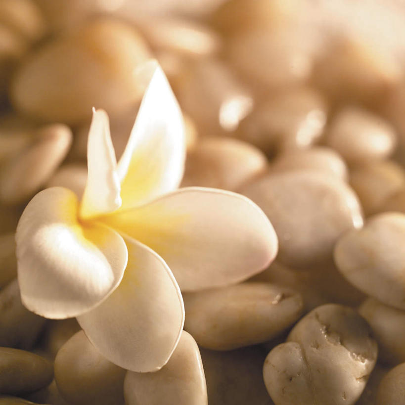 无人,方图,俯视,室外,特写,白天,石头,一堆,许多,阴影,堆叠,堆积,朦胧,模糊,反射,石子,影子,赤素馨花,一朵,黄色,白色,鹅卵石,堆,按摩石,缅栀子,蛋黄花,鸡蛋花,缅栀花,大季花,印度素馨,石块,彩图,高角度拍摄