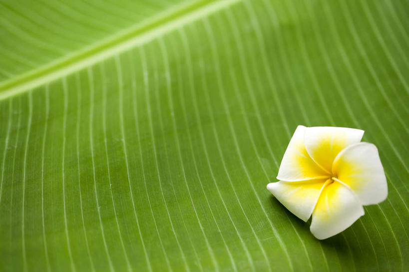 无人,横图,俯视,室内,特写,白天,植物,叶子,一片,朦胧,模糊,盛开,纹理,绿叶,花蕾,赤素馨花,花,花瓣,花朵,鲜花,一朵,黄色,绿色,白色,花苞,花蕊,嫩叶,香蕉叶,缅栀子,肌理,蛋黄花,鸡蛋花,缅栀花,大季花,印度素馨,叶,叶片,叶脉,彩图,高角度拍摄