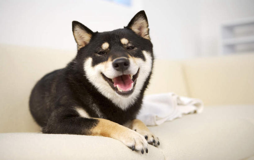 无人,客厅,横图,室内,白天,正面,沙发,宠物,狗,朦胧,模糊,注视,一只,动物,观察,看,趴着,张嘴,可爱,观看,察看,起居室,关注,张大嘴巴,布艺沙发,秋田犬,忠诚,客堂,日本秋田犬,张开嘴,犬,趴,彩图,全身