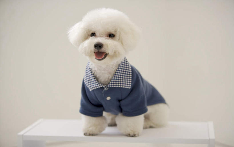 无人,坐,横图,室内,白天,正面,桌面,桌子,宠物,狗,服装,木制,注视,吐舌头,一只,衣服,白色,动物,木制品,观察,看,伸舌头,张嘴,吐舌,可爱,摄影,服饰,影棚,观看,比熊,察看,衣着,穿着,关注,张大嘴巴,忠诚,衣饰,特内里费狗,特内里费犬,张开嘴,犬,坐着,彩图,全身,影棚拍摄,拍摄,比熊犬