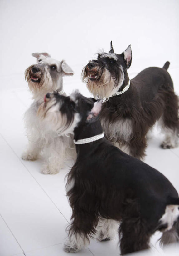 无人,站,竖图,室内,白天,白色背景,侧面,宠物,狗,三只,梗犬,雪纳瑞,注视,动物,观察,看,站着,可爱,摄影,影棚,观看,察看,关注,雪纳瑞犬,髯犬,忠诚,雪纳瑞狗,犬,站立,半身,彩图,影棚拍摄,拍摄