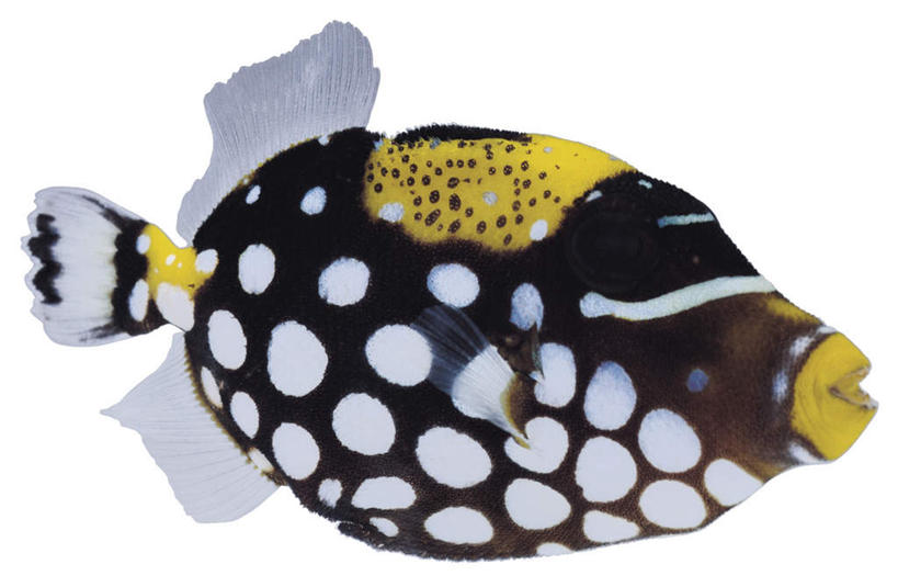 游泳,无人,横图,室内,特写,白天,白色背景,侧面,一条,鱼,注视,鱼类,海洋生物,黄色,白色,黑色,观察,看,摄影,影棚,观看,察看,关注,水生动物,水生物,海底动物,泅水,拍浮,花斑拟板机鲀,花斑拟鳞鲀,花斑皮剥鲀,皇冠炮弹,小丑炮弹,彩图,全身,影棚拍摄,拍摄