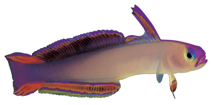 游泳,无人,横图,室内,特写,白天,白色背景,侧面,一条,鱼,注视,鱼类,海洋生物,紫色,观察,看,摄影,影棚,观看,察看,关注,水生动物,水生物,海底动物,泅水,虾虎鱼,拍浮,彩图,全身,影棚拍摄,拍摄,紫雷达