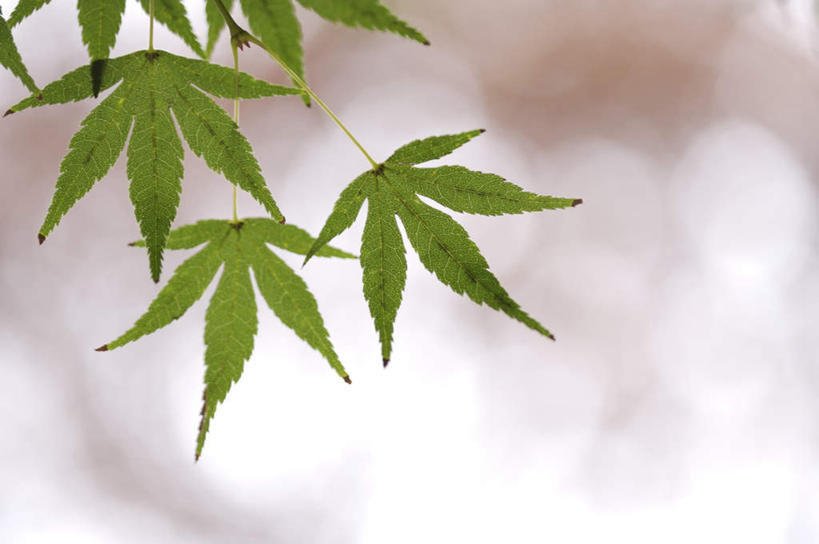 无人,横图,室外,特写,白天,正面,美景,植物,枫树,叶子,朦胧,模糊,纹理,景观,枫叶,绿叶,绿色,自然,嫩叶,景色,枫树叶,自然风光,肌理,槭树,糖枫,糖槭,糖槭树,叶,叶片,叶脉,彩图