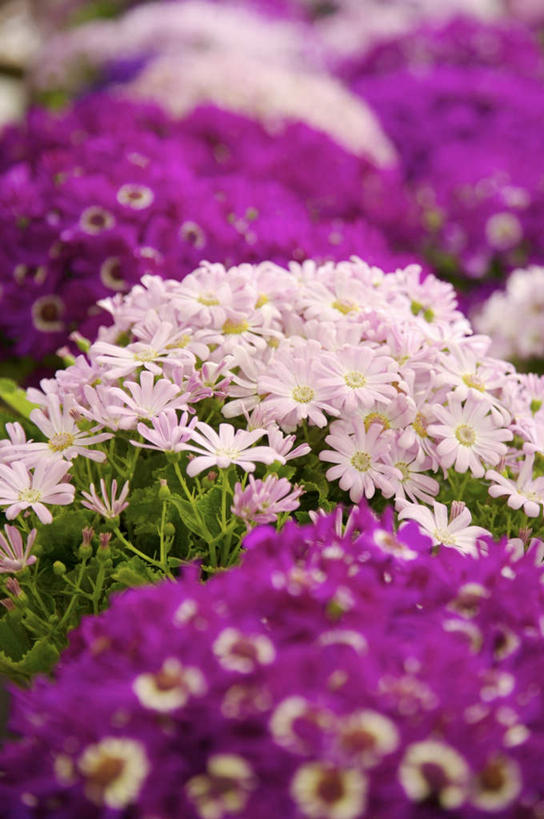 无人,竖图,俯视,室外,特写,白天,快乐,幸福,花海,花圃,美景,植物,叶子,许多,朦胧,模糊,盛开,景观,玛格丽特,很多,花蕾,雏菊,花,花瓣,花朵,花卉,鲜花,粉色,绿色,紫色,自然,花丛,花束,花田,花苞,花蕊,菊花,景色,活力,希望,坚强,自然风光,和平,离别,延命菊,幸福花,春菊,马兰头花,暗恋,纯情,单恋,瓜叶菊,天真,彩图,高角度拍摄,愉快