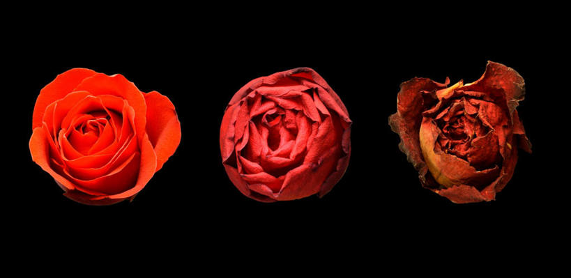 无人,横图,俯视,室内,特写,白天,爱情,幸福,纯洁,热情,玫瑰,三朵,黑色背景,玫瑰花,浪漫,红色,温暖,温馨,恩爱,摄影,影棚,腐烂,和睦,感动,尊敬,腐败,腐臭,腐朽,天真,刺玫花,徘徊花,彩图,高角度拍摄,影棚拍摄,拍摄,融洽