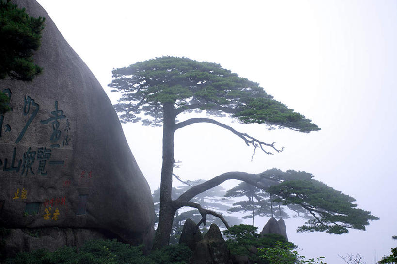 无人,横图,室外,白天,仰视,旅游,度假,黄山,美景,山,山脉,植物,雾,松树,中国,亚洲,朦胧,模糊,景观,山峰,山峦,娱乐,树,树木,绿色,自然,群山,享受,休闲,景色,放松,生长,成长,迷雾,自然风光,坚定,东亚,安徽,安徽省,黄山市,中华人民共和国,华东地区,长寿,皖,贞洁,黟山,大雾,彩图,低角度拍摄,世界地质公园,天下第一奇山