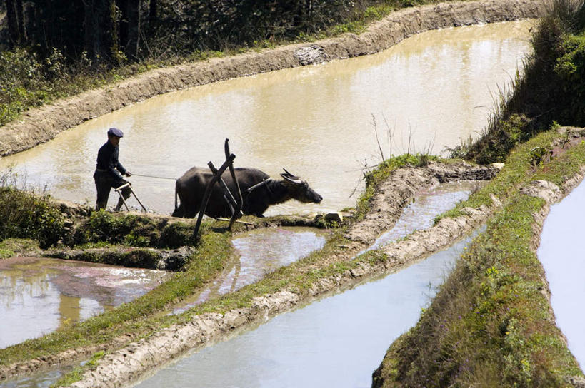 东方人,一个人,夫妻,农民,走,横图,俯视,室外,白天,爱情,鸟,牛,鸳鸯,中国,亚洲,仅一个男性,仅一个人,仅一个中年男性,握,阴影,服装,光线,影子,耕田,浪漫,注视,休闲装,黄种人,云南,一只,衣服,阳光,动物,观察,看,休闲,休闲服,家畜,恩爱,握着,恋人,服饰,牲畜,观看,察看,关注,坚定,种田,东亚,农具,元阳,犁,云南省,中华人民共和国,西南地区,永恒,情意,滇,红河,红河州,红河哈尼族彝族自治州,农人,耕具,哀牢山,元阳梯田,元阳县,男人,男性,中年男性,亚洲人,夫妇,情侣,水牛,农夫,步行,散步,走路,彩图,高角度拍摄,全身,伴侣