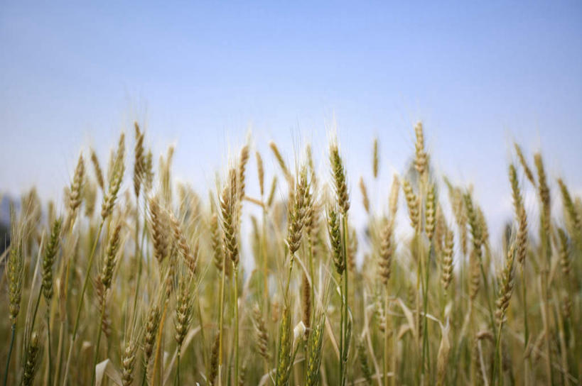 无人,农田,横图,室外,白天,正面,旅游,度假,庄稼,农作物,小麦,美景,昆明,中国,亚洲,阴影,光线,影子,景观,谷物,麦田,娱乐,云南,蓝色,蓝天,天空,阳光,自然,天,享受,休闲,景色,放松,麦子,晴朗,自然风光,昆明市,东亚,云南省,东川,万里无云,中华人民共和国,省会,西南地区,滇,晴空,晴空万里,彩图,耕地,庄稼田,东川红土地,东川区,新田乡