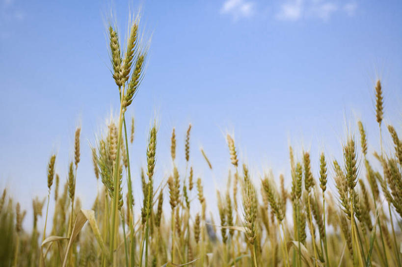 无人,农田,横图,室外,特写,白天,仰视,庄稼,农作物,小麦,美景,昆明,中国,亚洲,阴影,光线,影子,景观,云,云朵,谷物,麦田,云彩,云南,蓝色,白云,蓝天,天空,阳光,自然,天,景色,麦子,晴朗,自然风光,昆明市,东亚,云南省,东川,中华人民共和国,省会,西南地区,滇,晴空,彩图,低角度拍摄,耕地,庄稼田,东川区