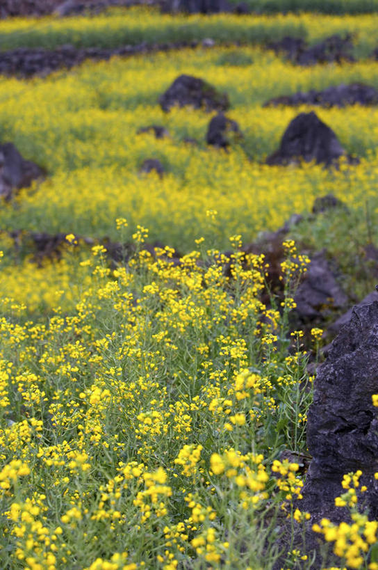 无人,农田,竖图,室外,白天,正面,旅游,度假,庄稼,农作物,花海,花圃,美景,植物,叶子,中国,亚洲,阴影,朦胧,模糊,盛开,光线,影子,景观,花蕾,娱乐,云南,花,花瓣,花朵,花卉,鲜花,绿色,阳光,自然,花丛,花束,花田,花苞,花蕊,油菜花,享受,休闲,景色,放松,自然风光,东亚,罗平,云南省,曲靖市,曲靖,罗平县,中华人民共和国,西南地区,滇,彩图,耕地,庄稼田,油菜花田,芸苔,芸薹