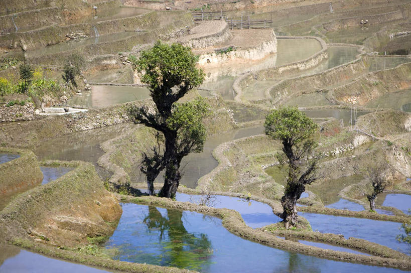 无人,家,农田,横图,室外,白天,正面,旅游,度假,庄稼,梯田,农作物,美景,水,植物,中国,亚洲,阴影,曲折,弯曲,光线,液体,影子,房屋,屋子,景观,水滴,谷物,水稻,娱乐,稻,楼房,云南,住宅,树,树木,绿色,阳光,自然,享受,休闲,景色,放松,蜿蜒,生长,成长,自然风光,东亚,元阳,云南省,中华人民共和国,西南地区,滇,红河,红河州,红河哈尼族彝族自治州,元阳县,彩图,耕地,庄稼田,房子,箐口