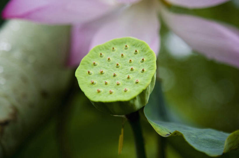 无人,横图,俯视,室外,特写,白天,旅游,度假,纯洁,美景,莲花,叶子,朦胧,模糊,盛开,景观,荷叶,花蕾,娱乐,花,花瓣,花朵,鲜花,粉色,自然,花苞,花蕊,享受,休闲,景色,放松,莲蓬,莲蓬子,莲子肉,富贵,神圣,自然风光,纯净,莲叶,六月花神,正直,荷花,六月春,藕花,水芙蓉,叶,叶片,彩图,高角度拍摄