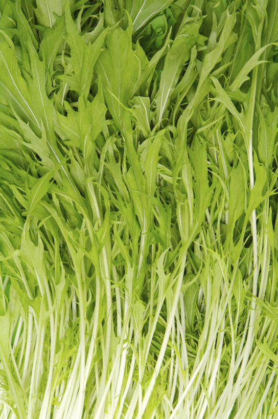 无人,竖图,室内,特写,白天,正面,蔬菜,叶子,许多,新鲜,食品,绿叶,很多,食物,绿色,嫩叶,有机食品,绿色食品,芝麻菜,德国芥菜,火箭生莱,芸芥,芝麻叶,紫花南芥,叶,叶片,彩图