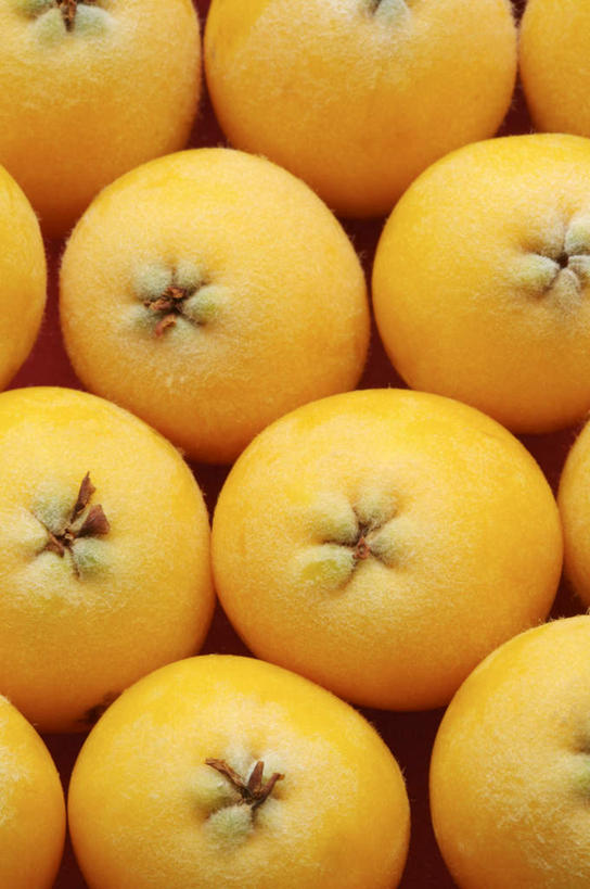 无人,竖图,俯视,室内,特写,白天,枇杷,水果,一排,许多,新鲜,整齐,生食,食品,果实,很多,食物,排列,黄色,有机食品,绿色食品,队列,芦枝,芦橘,金丸,彩图,高角度拍摄